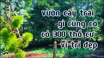 bán vườn trái cây đẹp giá rẻ hơn khu vực có thổ cư ,hai mặt tiền đường ở bà rịa vũng tàu