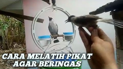 Cara melatih mental pikat kutilang agar jadi kutilang cengkram