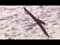 Relaxing Music :  Flight of love,  Free flight of Bearded Vulture