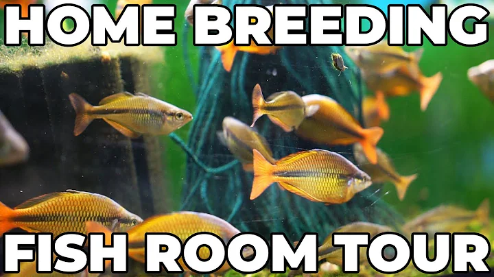 Home Fish Room Tour! Gary Lange Rainbowfish, Angel...