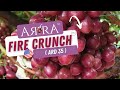 Arra fire crunch  ard 35 the ultimate red variety