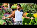 Desert Garden Tour of RARE Cacti & Succulents
