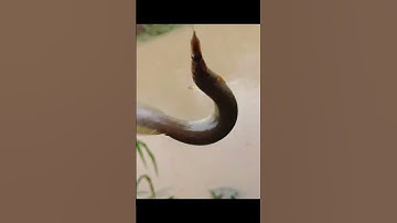 câu cá chạch lấu suối