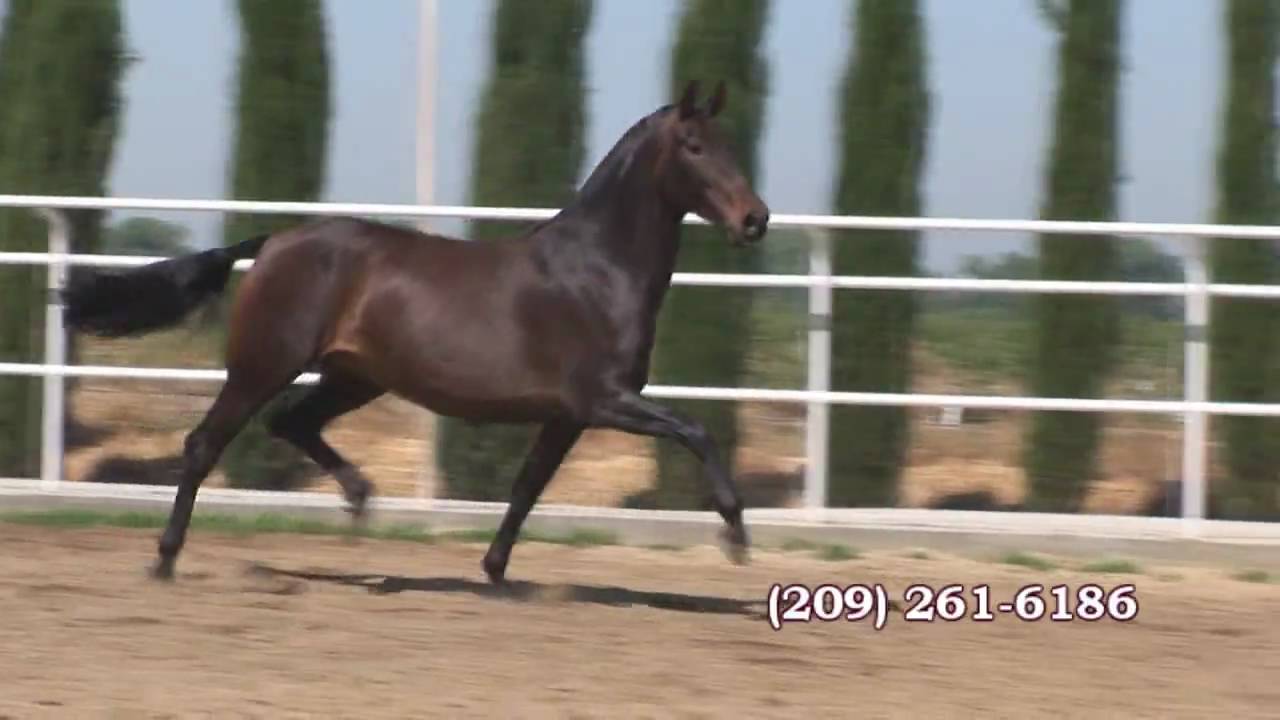 AndaUrora Ranch 30 seg2.wmv - YouTube
