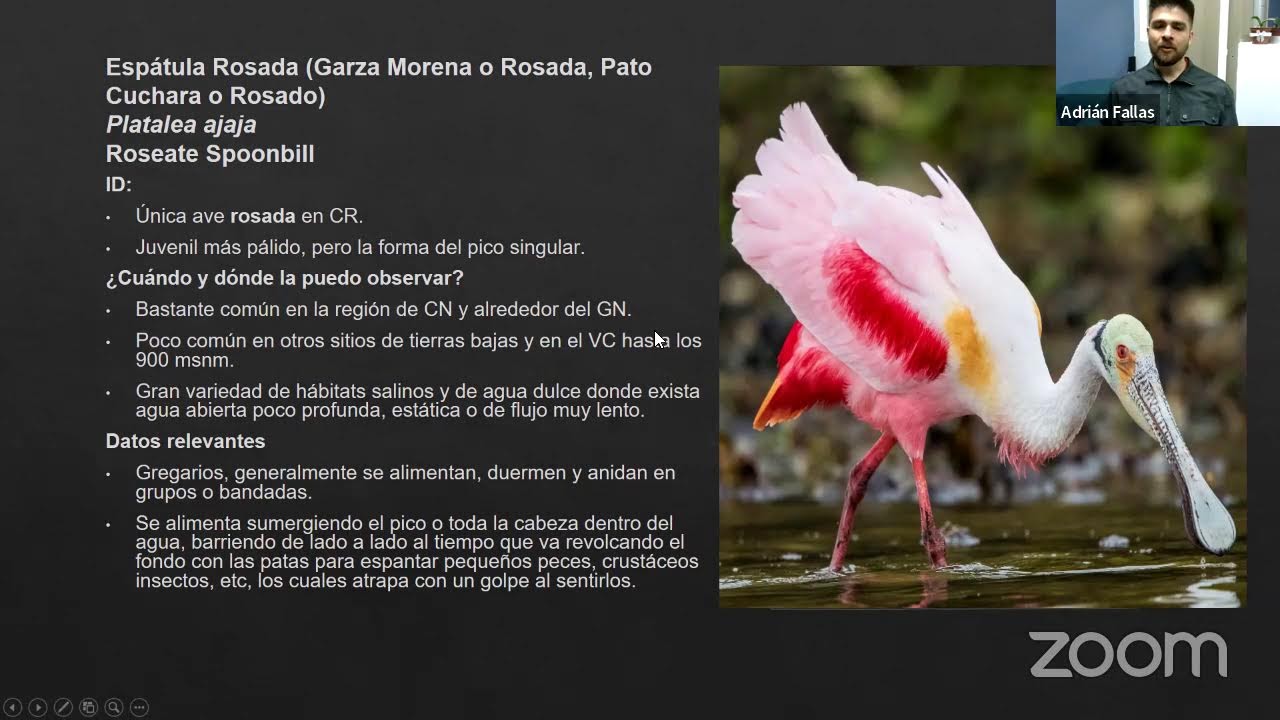 Aves Acuaticas de Costa Rica