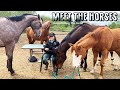 Meet The Horses *chaos*