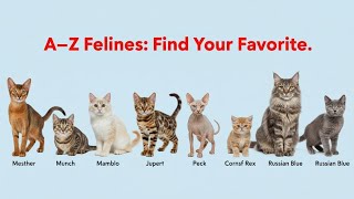 All Cat Breeds A-Z Visual Guide to Feline Diversity/