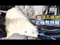 動物星天頻道《北海道極地動物》搶先看 [4K] ｜北極熊、企鵝、小貓熊、海豹、麋鹿、人類