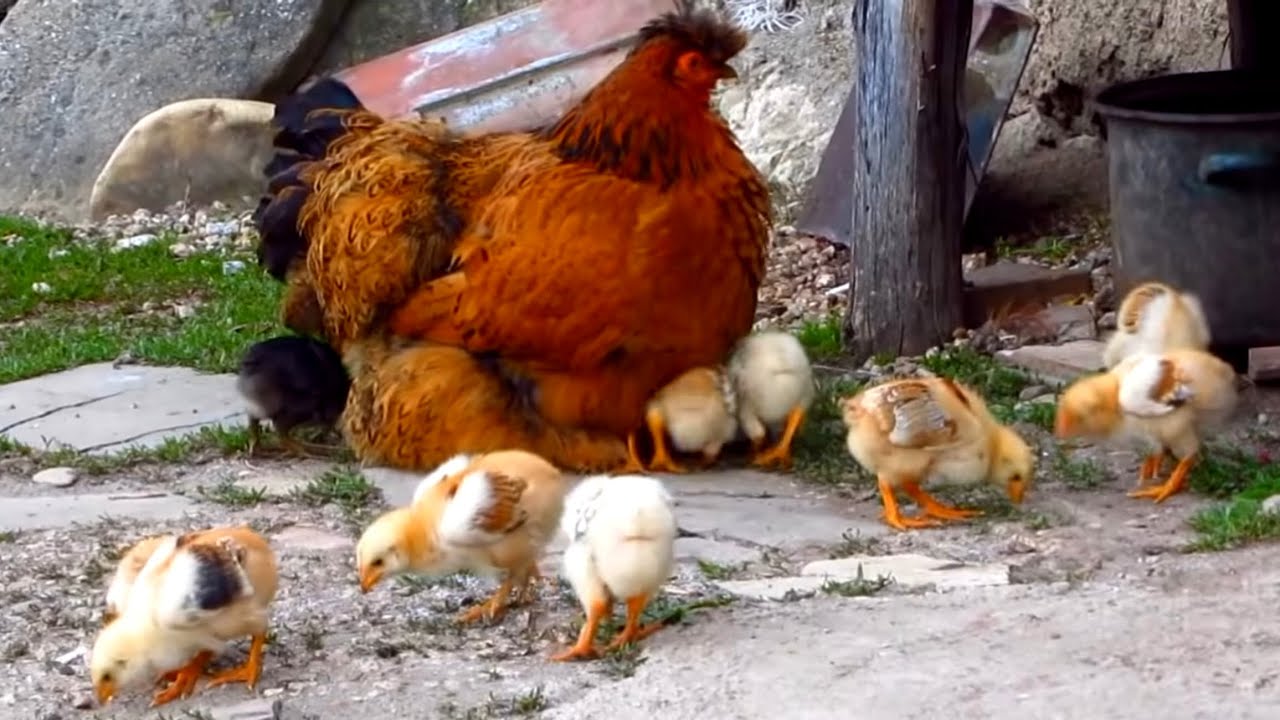 the hen chickens youtube