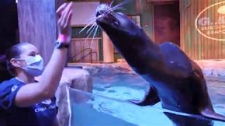 Field Trip Friday: Pinniped Play Session