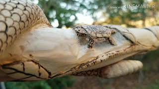 Walking stick update for old school with a modern twist Content