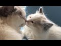 母猫のキスがトラウマになった子猫【ラグドール】