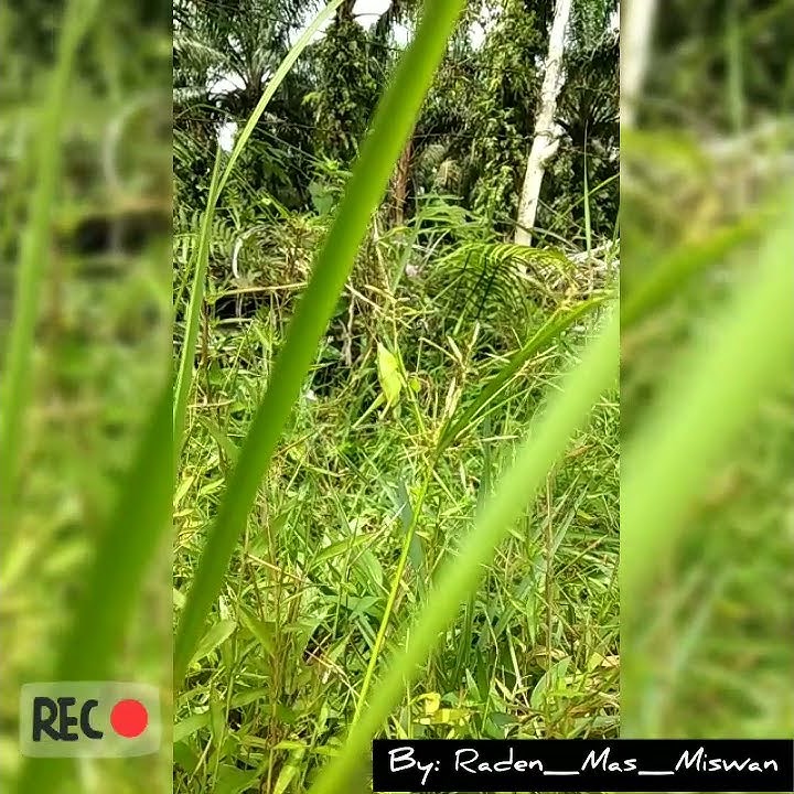 Story WA 30 detik Jangan Nget-Ngetan