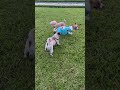 Lắm bạn quá nè #pets #dog #cute #shorts #subscribe