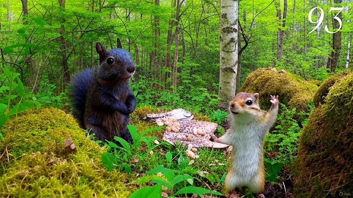 Video 9390841: cat forest wildlife, black forest, beautiful forest, perfect cat