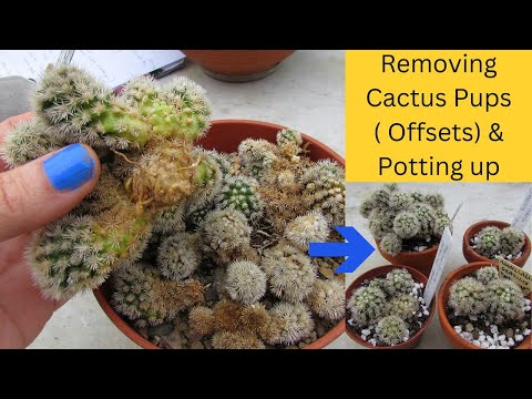 Removing Cactus Pups ( Offsets ) u0026 Potting up - Mammillaria #cactus #cacti