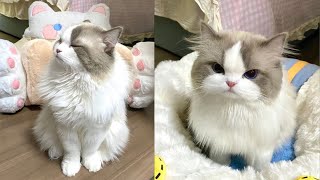 Try Not To Laugh 🤣 New Funny Cats Video 😹 - Cat Mewmew #13