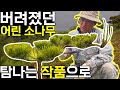 어린 소나무 명품 만들기. 2년만에 작품이 됐습니다. [소나무 조형목, 특수목 전지] Mp3 Song