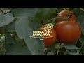 Vídeo: Mermelada Extra de Tomate Rojo de Los Palacios | Tierra Palaciega