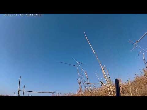 صيد بط فرفور 