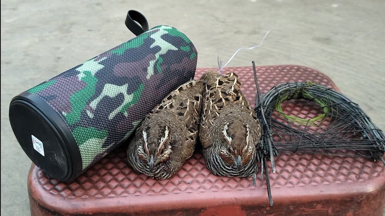 new desi idea = working 100% ( catch quail bird) mastermind boy