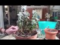 Kalanchoe Plant /Big Cut Back & Propagate