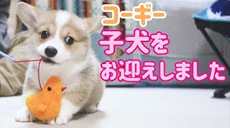 コーギー Youtube