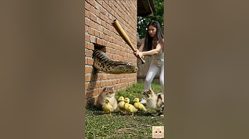 갑작스러운 침입자, 할머니가 나섰다! 👵🐍🐥Owner and cat team up to drive away the python! 🐍👩🐱 #SnakeRescue  #funny