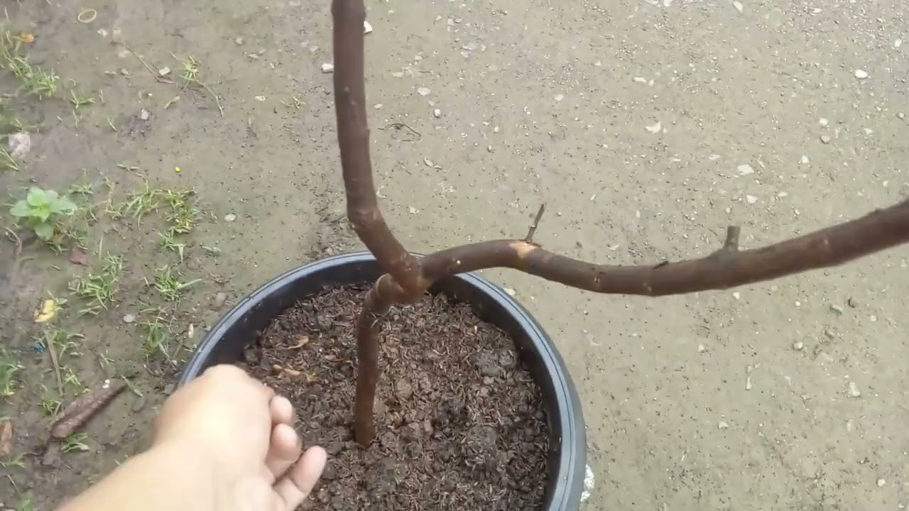 Tabulampot Jambu Red Diamond || Pendatang Baru || Cara Penanganan bibit yang baru datang