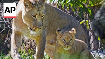 How do animals react during a total solar eclipse?