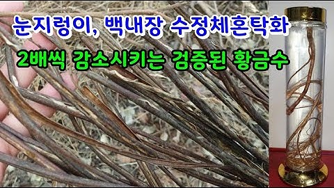 당뇨병과 간경화를 비롯해서 온갖 질병을 바로잡는 고마운 약나무