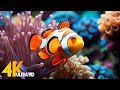 Aquarium 4k ultra  beautiful coral reef fish  relaxing sleep meditation music 96