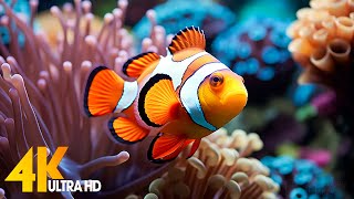 Aquarium 4K Video Ultra Hd Beautiful Coral Reef Fish - Relaxing Sleep Meditation Music 