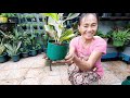 CHINESE EVERGREEN (Aglaonema Siam Aurora) TRANSPLANTING TUTORIAL