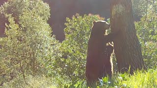 A Big Bear’s Peaceful Winter Afternoon