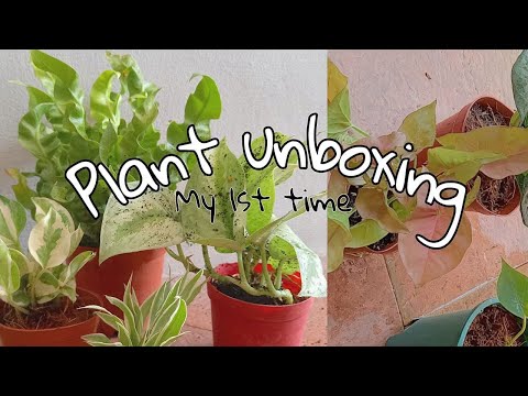 My 1st Plant Unboxing (Syngonium, Ficus Lyrata, Fittonia, Spider Plant etc)