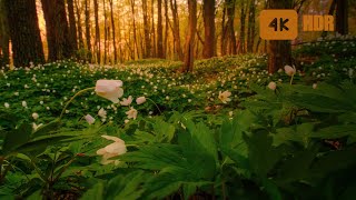 Evening In A Magical Flower Forest 🌼 Singing Of Birds In The Evening Forest 🌲 Spring Ambience 🌲