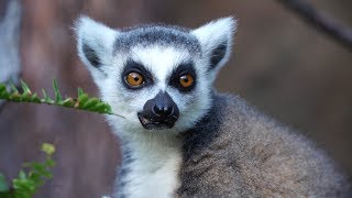 Get to know the Ringtailed Lemur