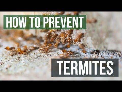 How to Prevent Termites