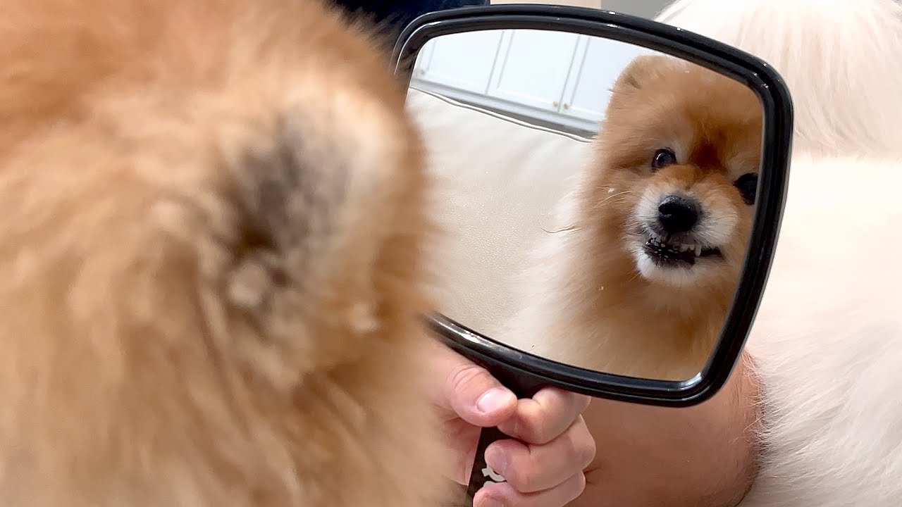 Angry dog sees his face in the mirror 😂