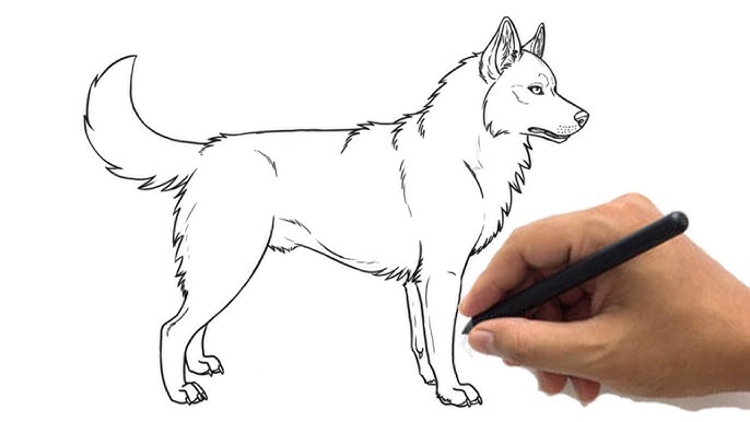 رسم سهل | كيف ترسم كلب هاسكي بسهولة للمبتدئين | how to draw husky dog step  by step - YouTube