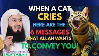 “Powerful Benefits of Cats in Islam | Hidden Spiritual Secrets