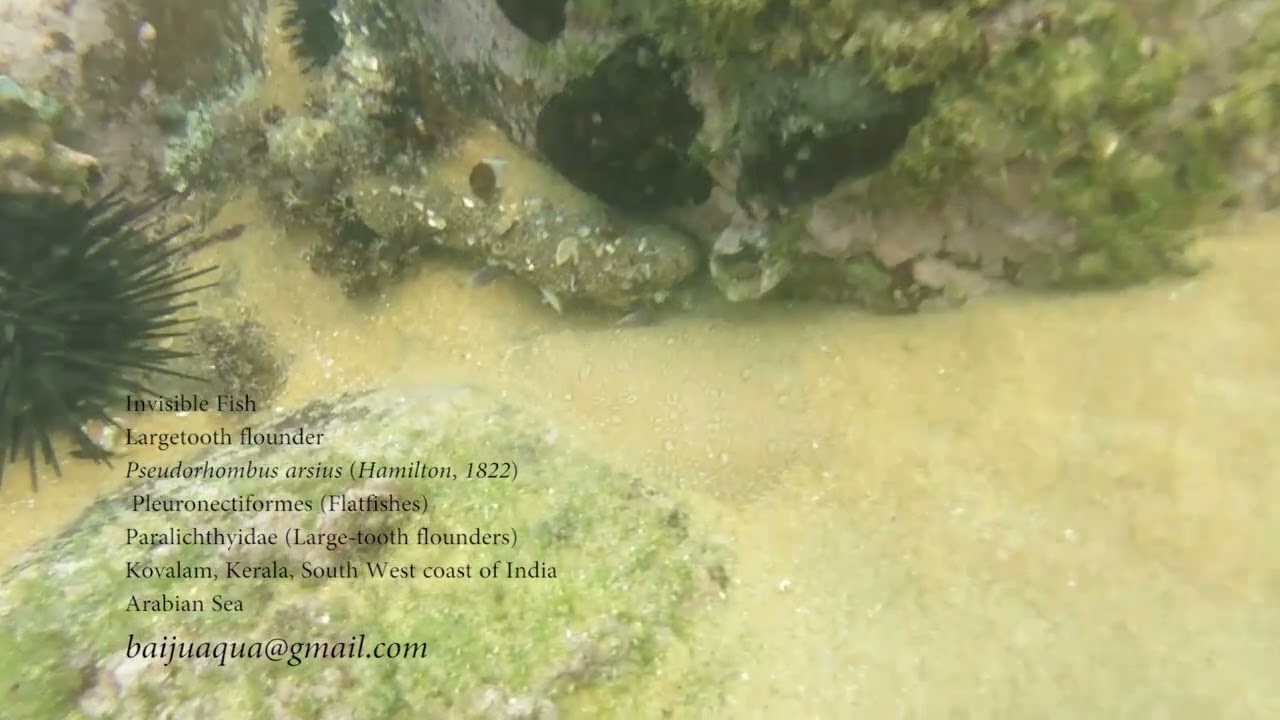 Pseudorhombus arsius  (Hamilton, 1822)