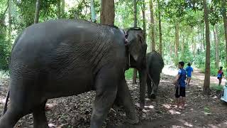 Chiang Mai Elephant walk
