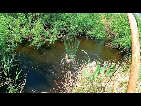 Видео: Опитът е преди всичко анализ или „хванете го, риба, голяма и малка“