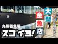 【大型金魚店】丸手金魚も長モノ金魚もお任せ | ハイクオリティからお手頃まで | 人気の金魚屋さん | 丸敏養魚場 | Goldfish speciality shop | @peperia ​