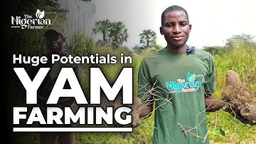 Yam Farming 101: A Step-by-Step Guide for Nigerian Farmers
