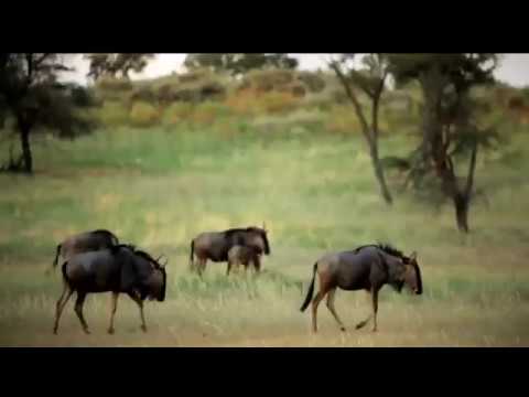 სისხლისმღვრელი ბრძოლა   გიენების ხროვა ლომების პრაიდს თავს დაესხა და