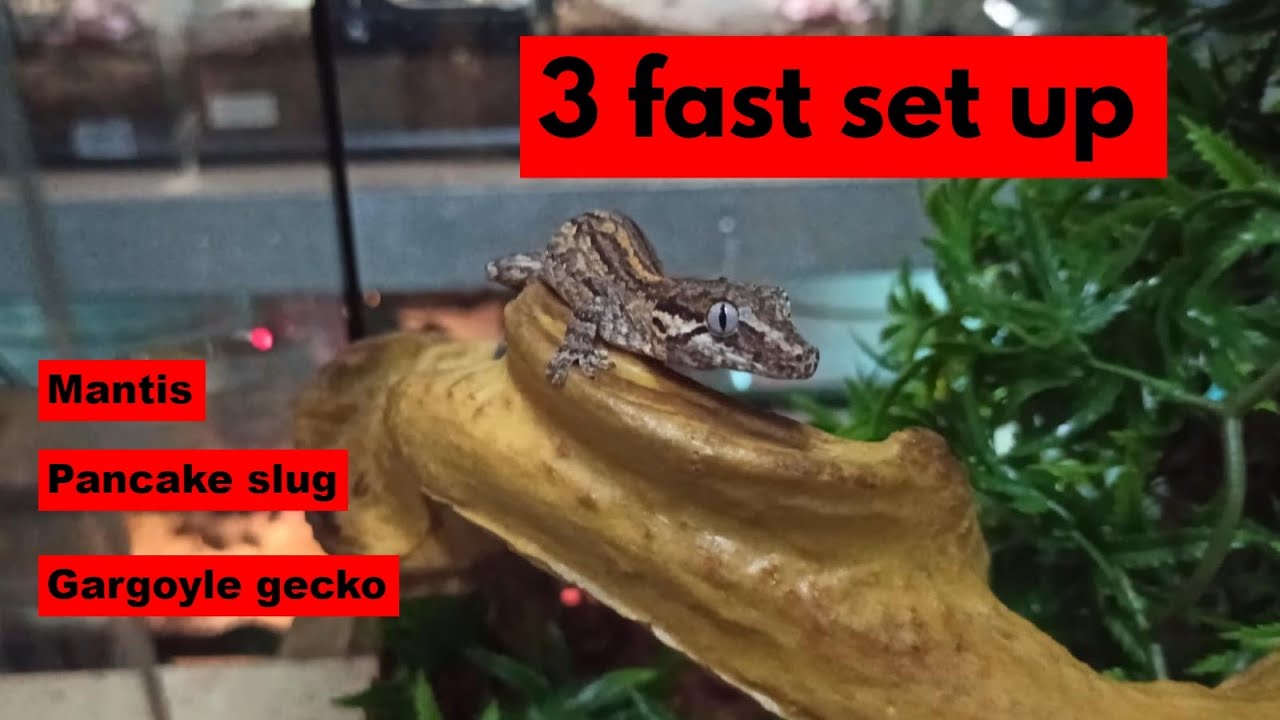3 Set up Gargoyle Gecko,Mantis, Pancake Slugs Feeders Strs 102 YouTube