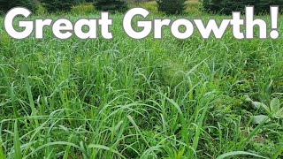 No-Till, No Drill, Low Prep Switchgrass Planting